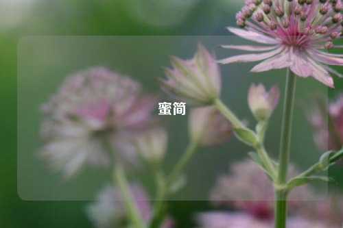 蜜简
